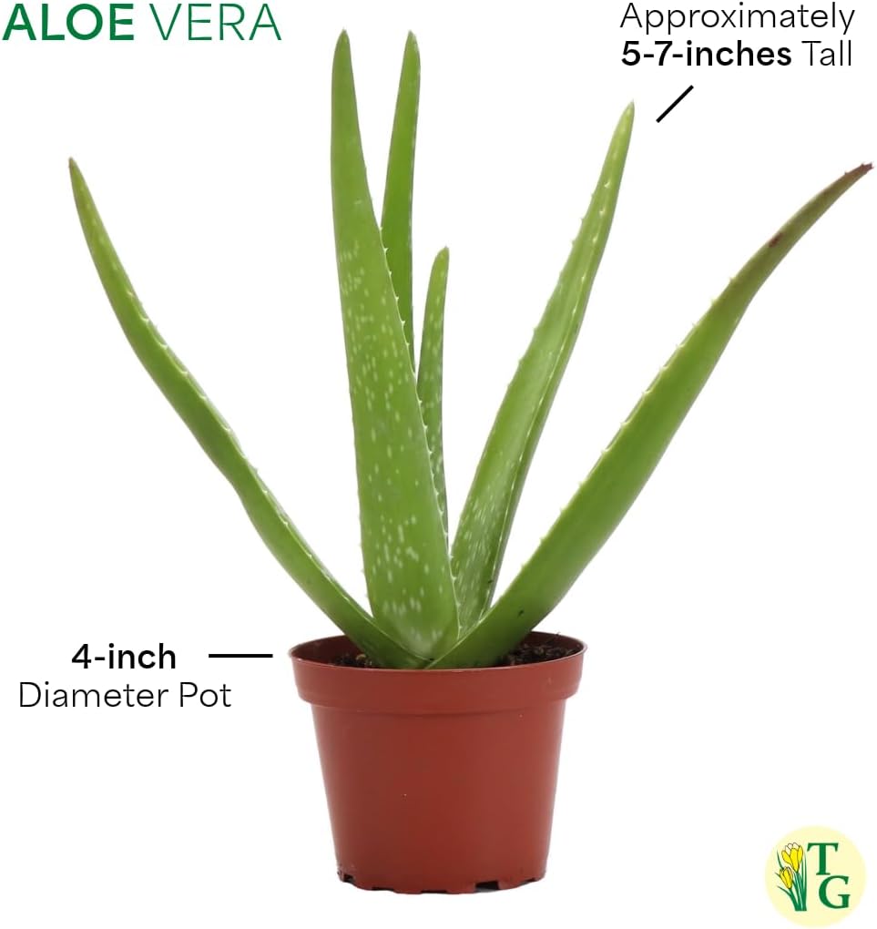 Thorsen's Greenhouse Aloe Vera, Live Indoor Plant, Aloe barbadensis, Easy to Grow, Succulent, Natural Air Purifier, 4" Diameter Pot (Silver - Metal)