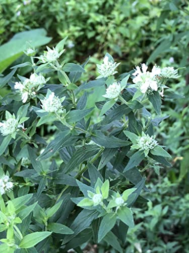 Hoary Mountain Mint
