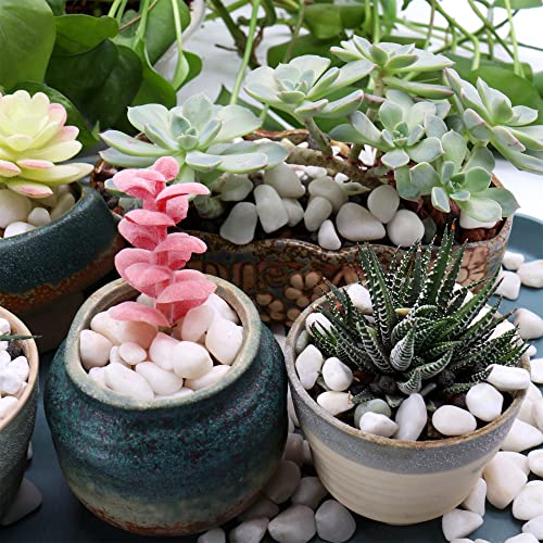White Polished Rocks for Plants