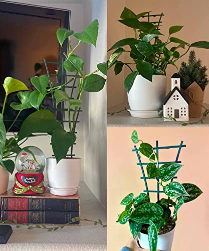 12Pcs Indoor Plant Trellis for Climbing Plants Outdoor