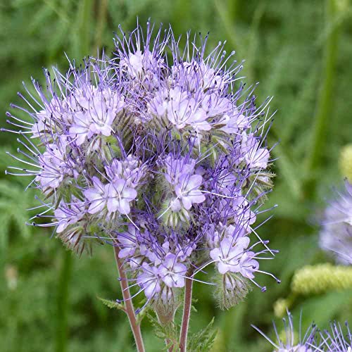 Lacy Phacelia Seeds for Planting (80 Ounce)