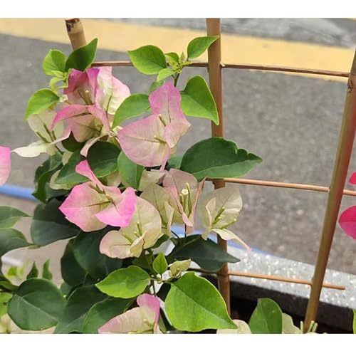 10 Pack 16" Bamboo Trellis for Climbing Plants
