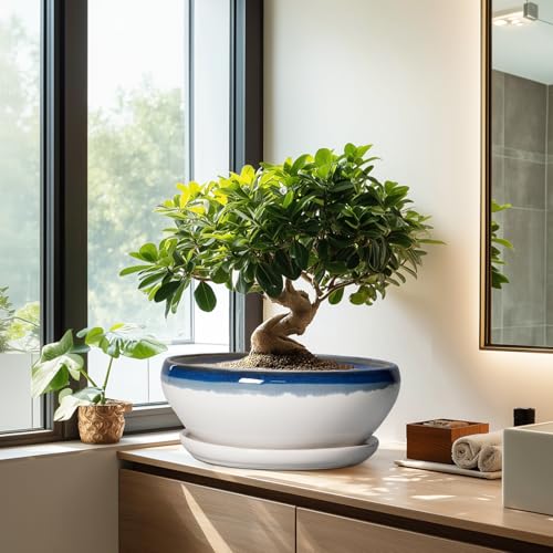Bonsai Tree Pots (12 Inch / Blue Off-white)
