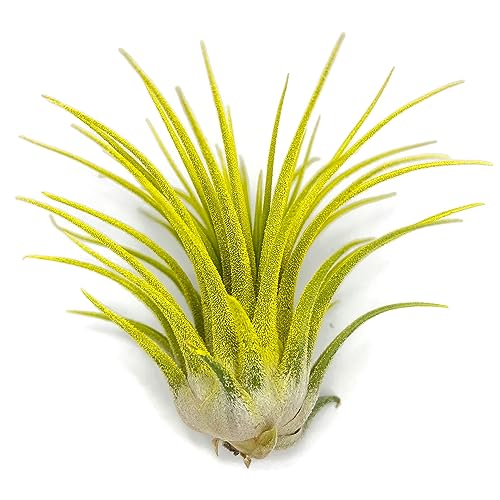 Ionantha Guatemala Tillandsia Air Plant