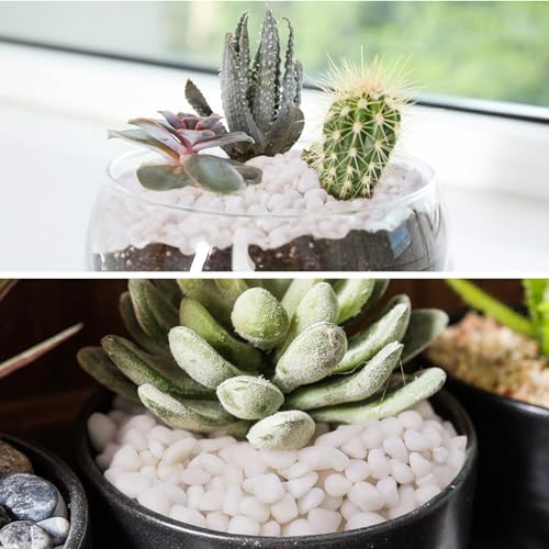 10 lbs White Garden Pebbles for Plants