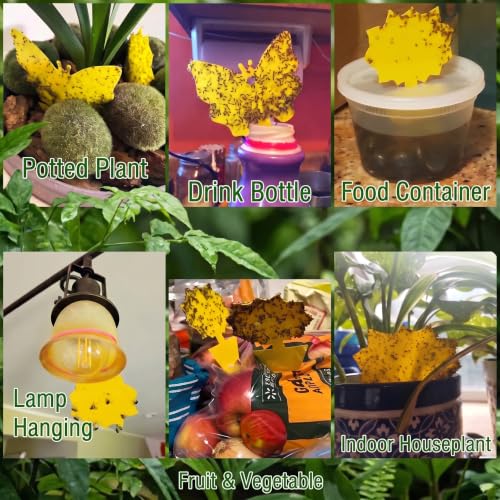 Yellow Sticky Fruit Fly Trap 36 Pack (36 Count)