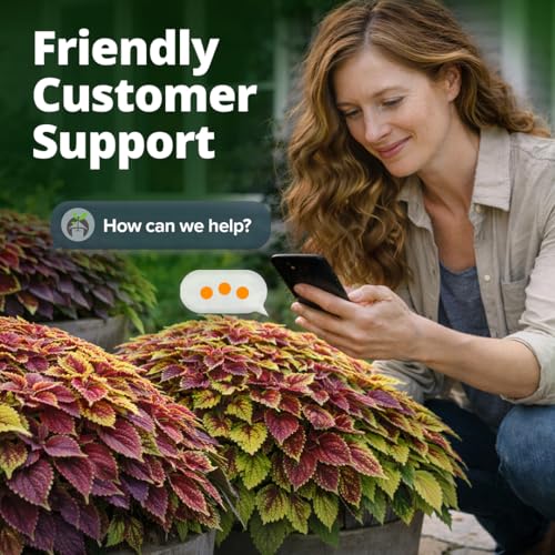 Rainbow Coleus 900 Flower Seeds Plectranthus scutellarioides