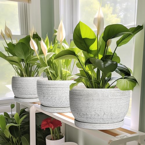 Ceramic Plant Pots