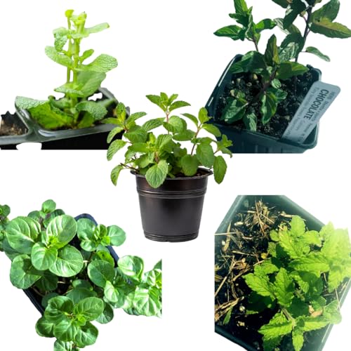 Mint Plant Variety Pack