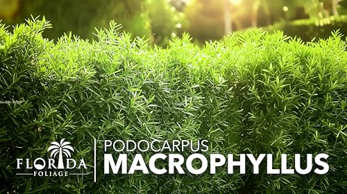 Podocarpus Macrophyllus Japanese Yew (50 Count)