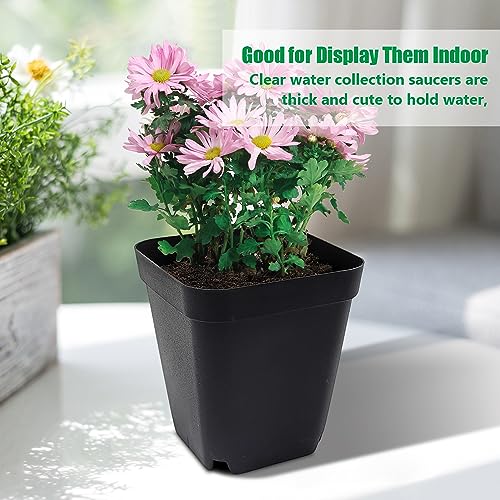 Square Nursery pots 4 Inches 60Pcs (60 Count)