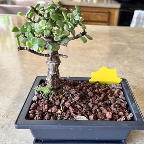 3 PCS 14 Inch Plastic Bonsai Pots (3 Count)