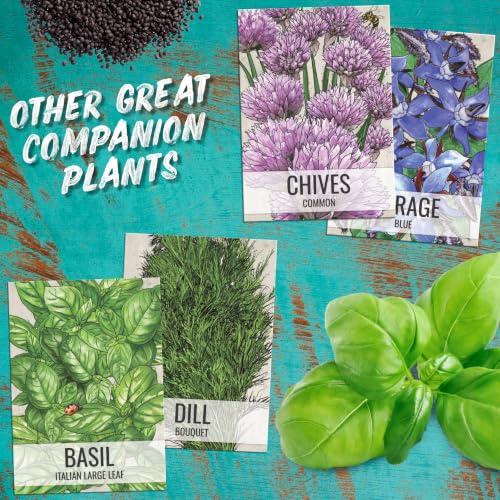 Garnet Stem Dandelion Seeds to Plant Heirloom & Non (5 Packs)