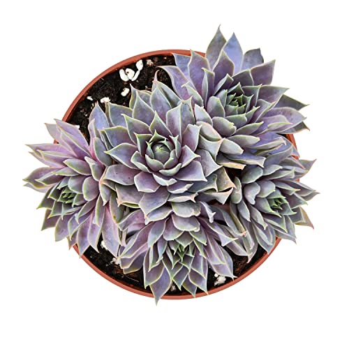 4" Live Succulent Plants Sempervivum 'Grey Lady' ((greyish-purple) Sempervivum 'Grey Lady')