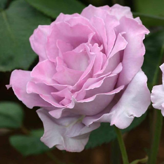 Heirloom Hybrid Tea Roses (Blue Moon)