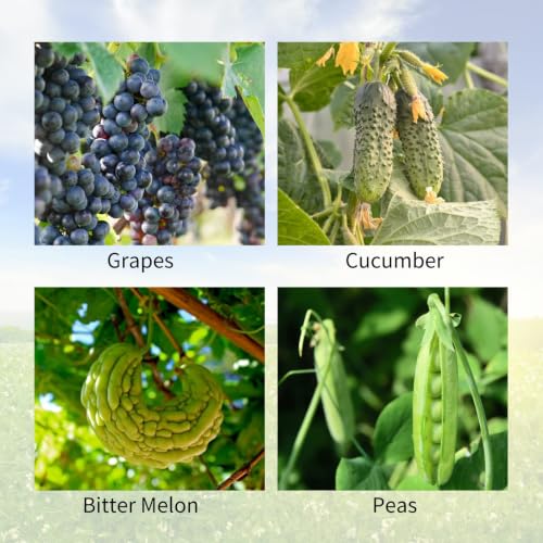 Cucumber Trellis 2 Pack (Grass Green / 39.4" H)