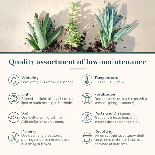Assorted Succulent Plant Pack Collection (100 Count)