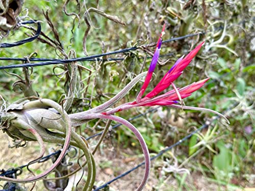 Air Plants Flowering Tillandsia Caput Medusae (3 Count)