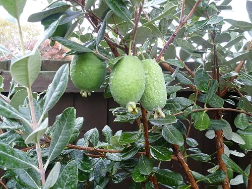 Pineapple Guava (3 Count)