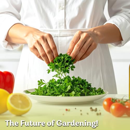 600 Flat Leaf Italian Parsley Heirloom Herb Seeds