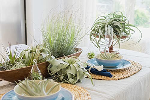 12 Pack of Classic Air Plants Variety