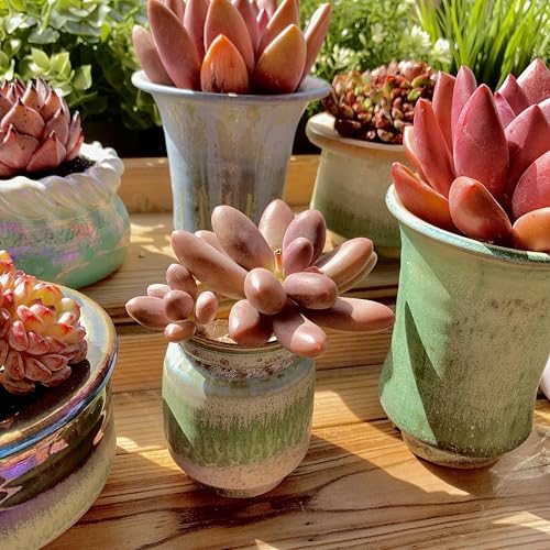 Live Succulents Plants Pachyveria Sugar Beauty 2 inches