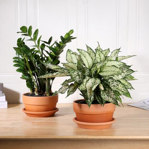 8 Inch Terracotta Shallow Pots Set with Saucer (2 Count)