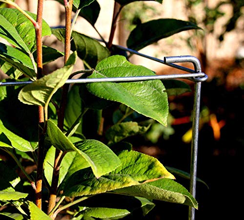 46" Height 12" Width 2PCS Galvanized Square Folding Tomato Cage (12*46inch Sq-Galvanized-2Pack)