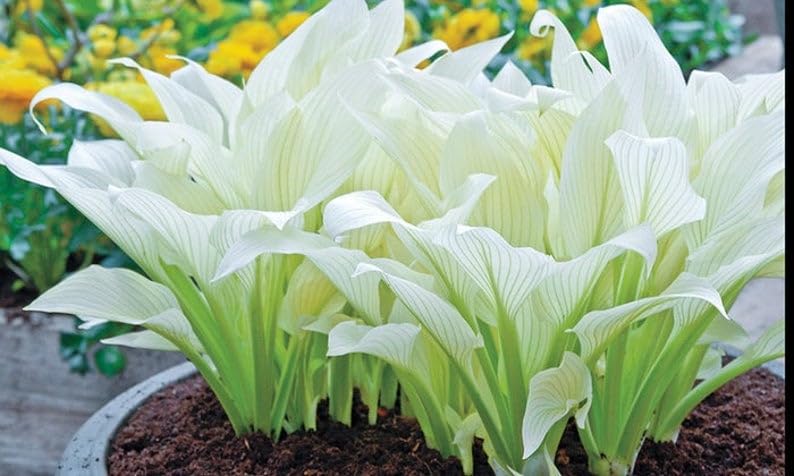 Amazing Deal 24 Hosta Bare Roots Plants w