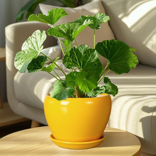 8 Inch Plant Pot