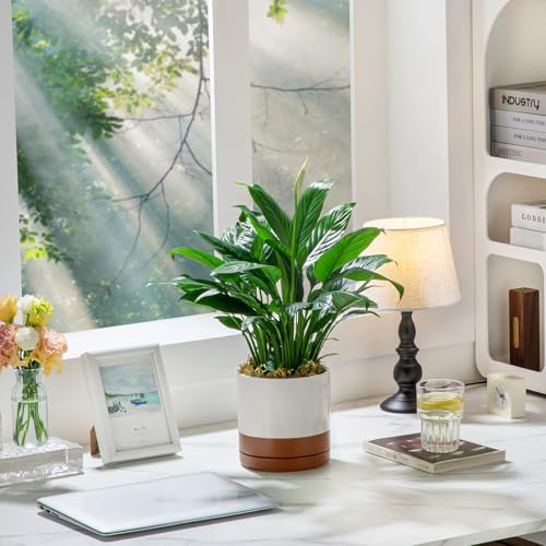 Ceramic Plant Pots (3 Count)