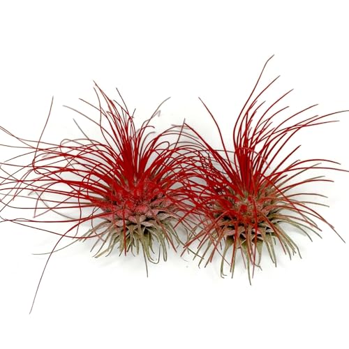 Thin Air Plant