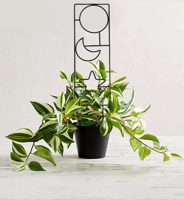 15.94Inch Plant Trellis for Climbing Plants Indoor Outdoor (4 Count)