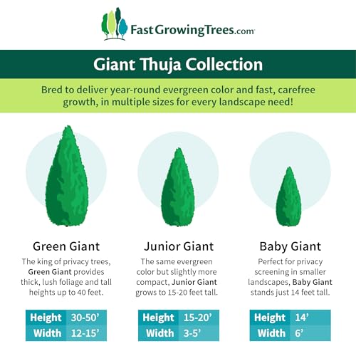 Junior Giant Thuja Tree
