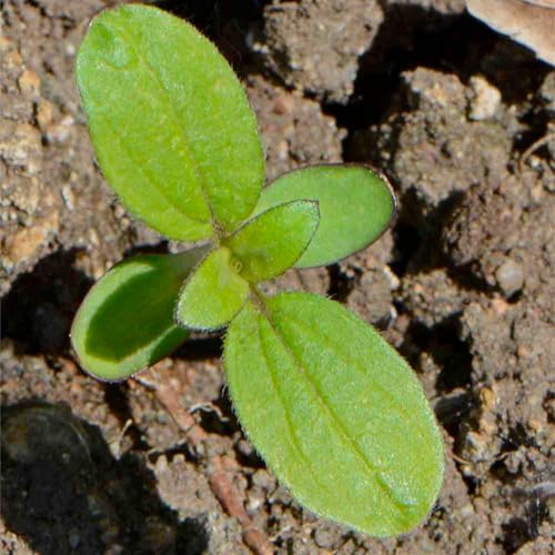 Sunflower Seeds to Plant Sunset Blend 1000 Seeds Bulk Pack