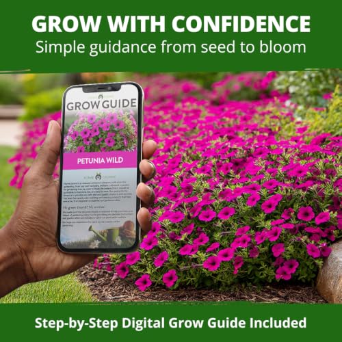 Wild Petunia 3000 Flower Seeds Petunia violacea