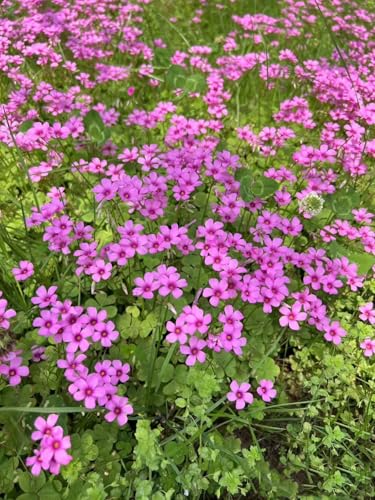 24 Pack Iron Cross Shamrock Plant Bulbs (24 Count)