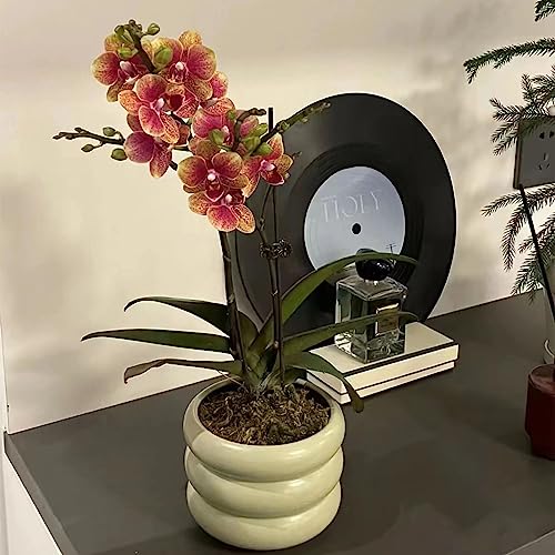 Ceramic Plant Pot Indoor