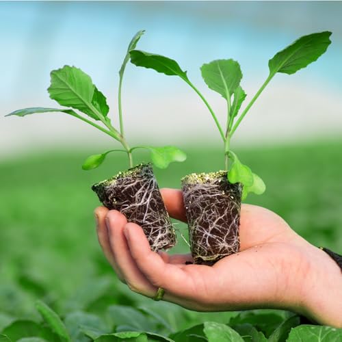 30 Pack Peat Pots (30 Count)