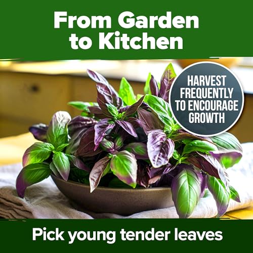 Thai Basil Seeds (2 Count)