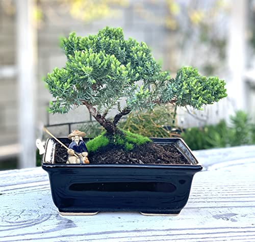 Live Dwarf Juniper Bonsai Tree About 6 Years Old with Cute Ceramic Fisherman