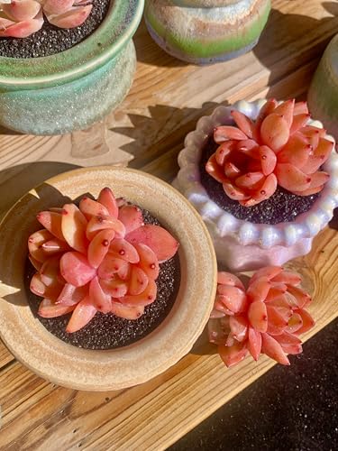 Echeveria Champagne Rare Live Succulent Plants