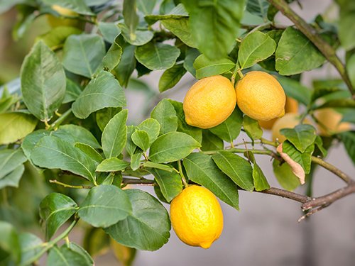 Happy Birthday Meyer Lemon Gift Tree by The Magnolia Company (Medium / BIRTHDAY PLAID)