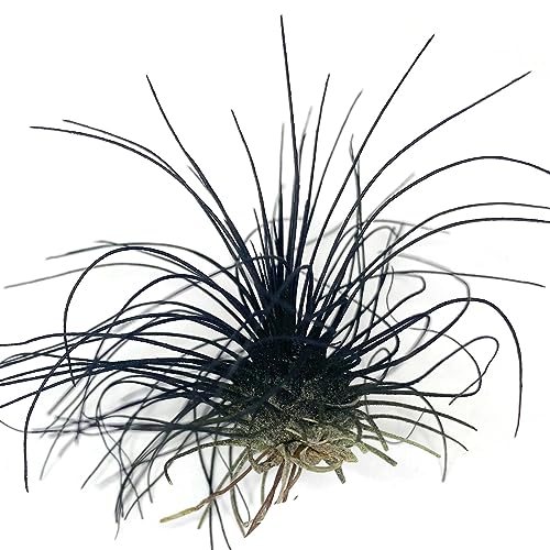 Thin Air Plant (Black)
