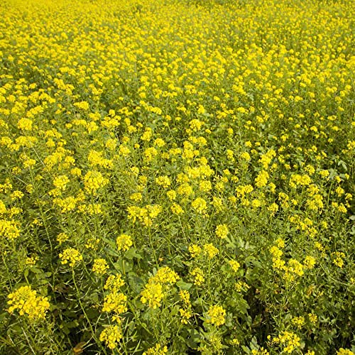 White Mustard Seeds for Planting (80 Ounce)
