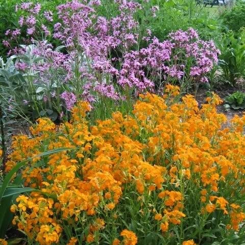 Siberian WallFlower Seeds