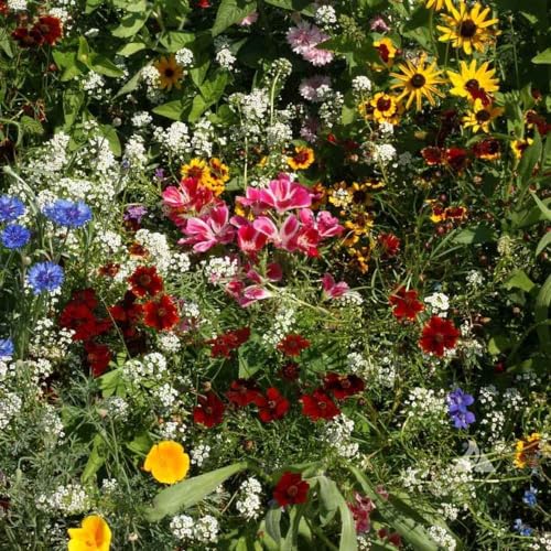Birds & Butterfly Wild Flower Seed Mix (4 Ounce)