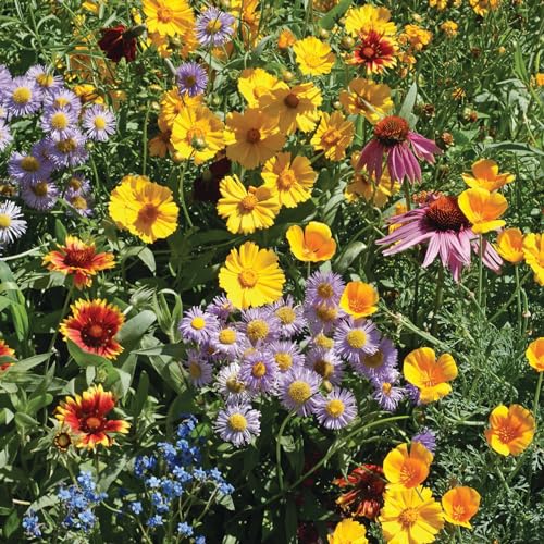 Bentley Seed Flower Mix (25 Count)