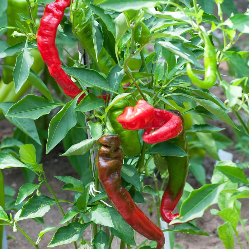 6 Red Pepper Live Plants (6 Count)