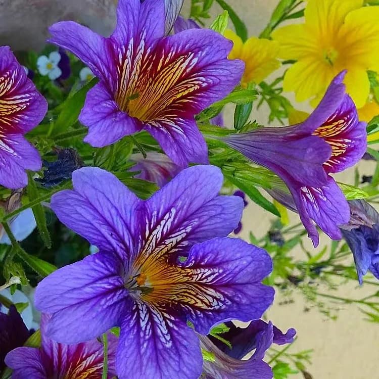 100pcs Rare Chilean Morning Glory Seeds (100 Count)